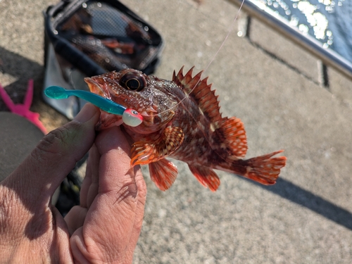 ガシラの釣果