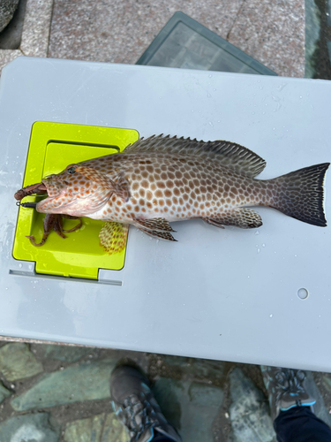 オオモンハタの釣果