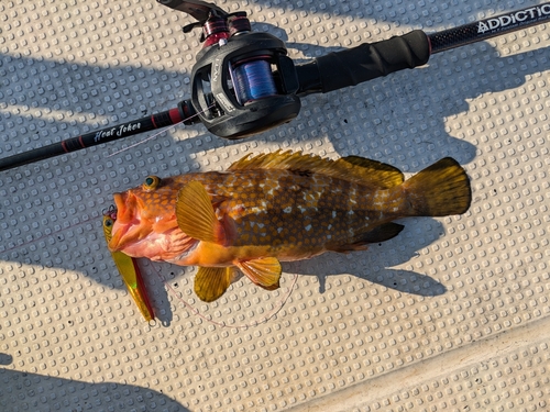 アコウの釣果