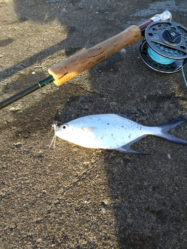 コトヒキの釣果