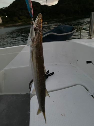 カマスの釣果