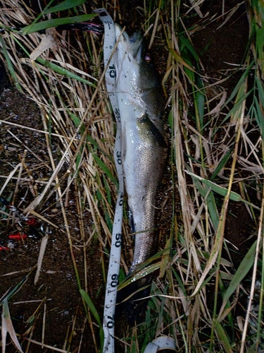 スズキの釣果