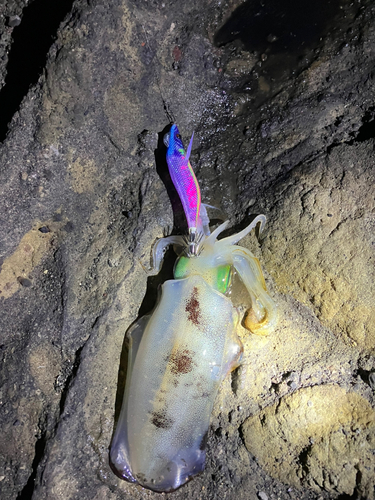 アオリイカの釣果