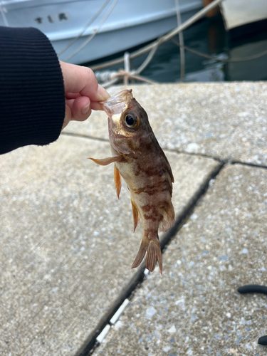 メバルの釣果