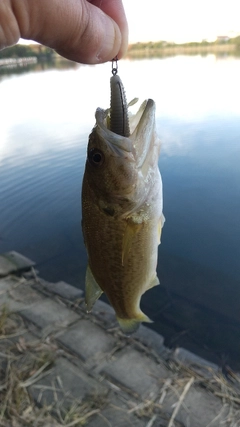 ラージマウスバスの釣果