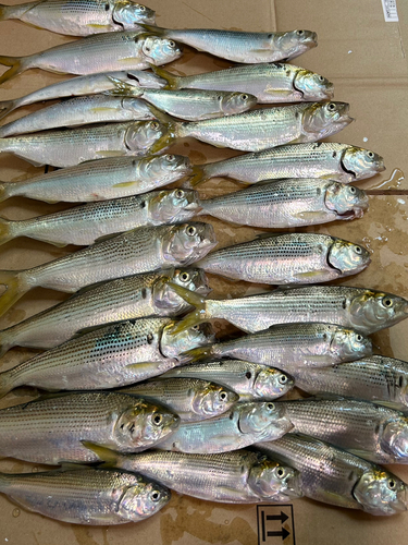 コノシロの釣果