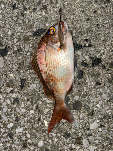 マダイの釣果