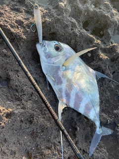 イトヒキアジの釣果