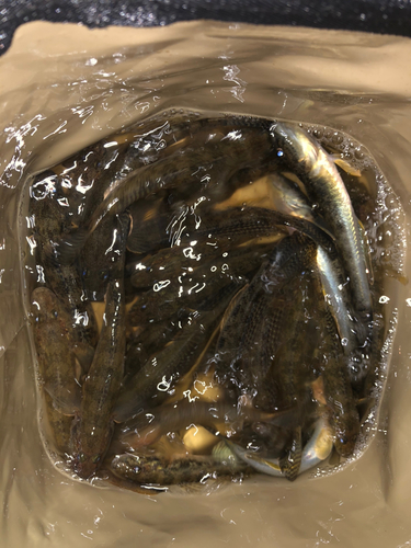 マハゼの釣果