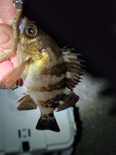 シロメバルの釣果