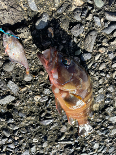 アカハタの釣果