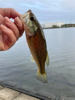 ラージマウスバスの釣果