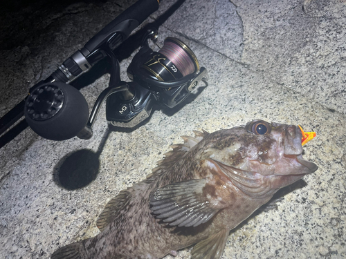 ムラソイの釣果