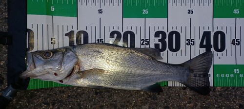 ハネ（ヒラスズキ）の釣果