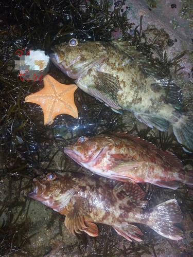 アラカブの釣果