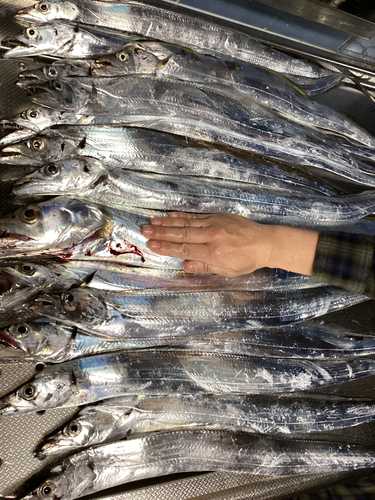 タチウオの釣果