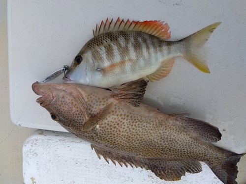 オオモンハタの釣果