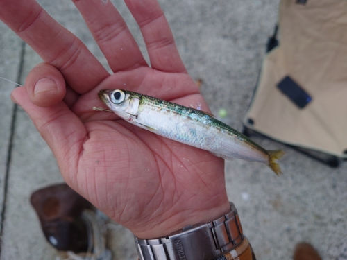 ウルメイワシの釣果