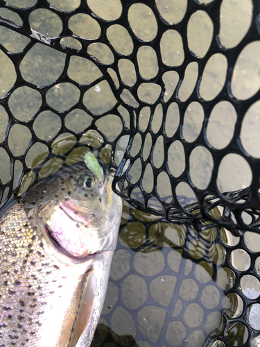 ニジマスの釣果