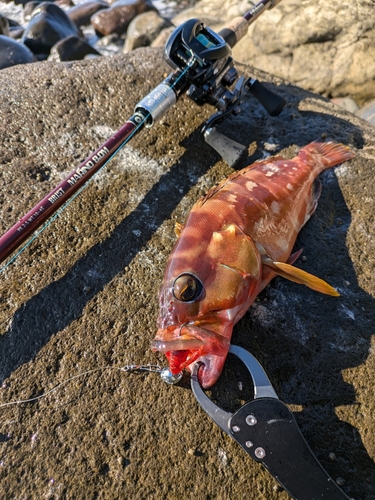 アカハタの釣果