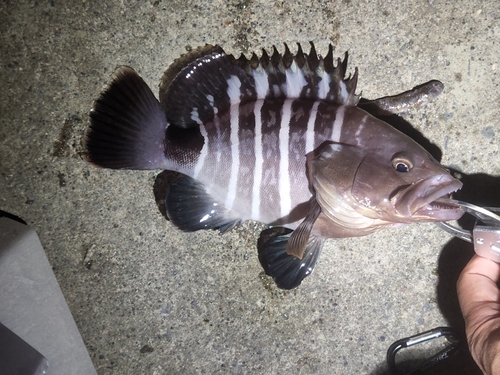 マハタの釣果