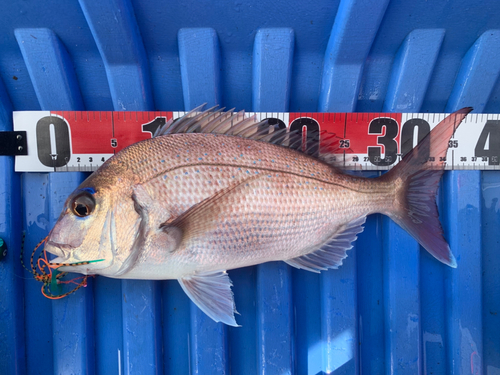 マダイの釣果