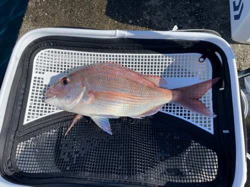 マダイの釣果