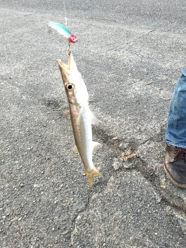 カマスの釣果