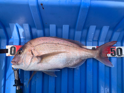 マダイの釣果