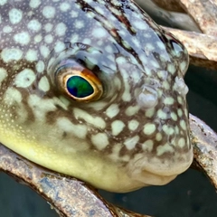 コモンフグの釣果