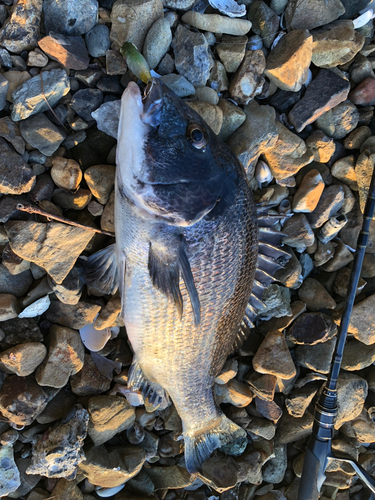 クロダイの釣果