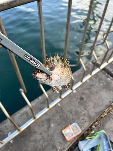 アイゴの釣果