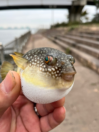 コモンフグの釣果