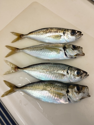 アジの釣果