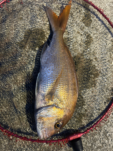 マダイの釣果