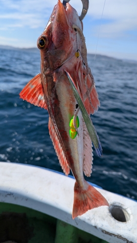 ホウボウの釣果