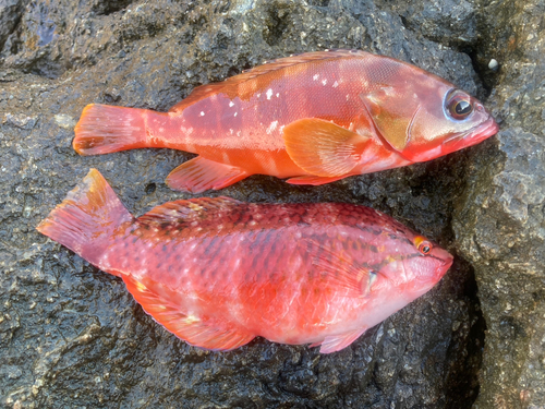 アカササノハベラの釣果