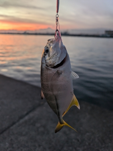 メッキの釣果