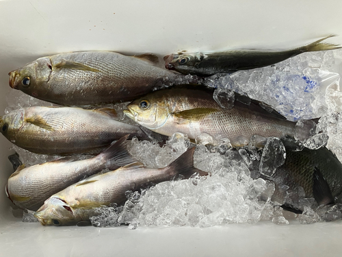 イサキの釣果