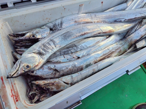 タチウオの釣果