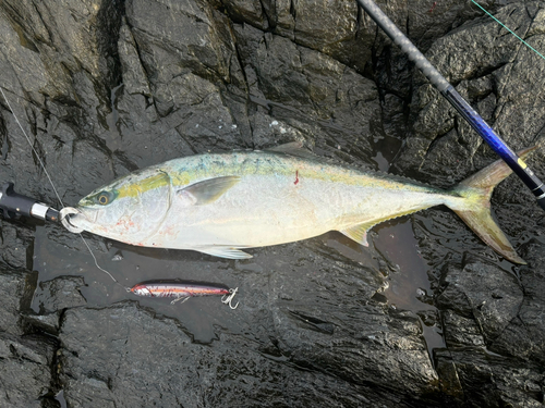 ヒラマサの釣果