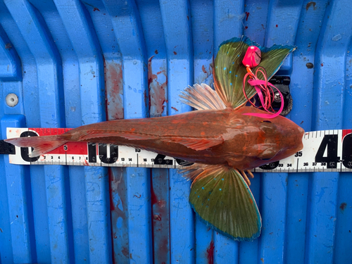 ホウボウの釣果