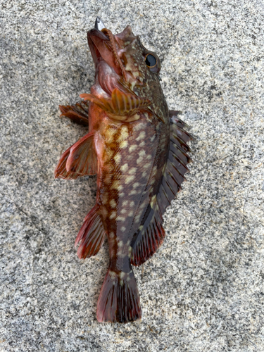 カサゴの釣果