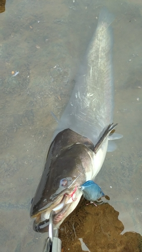 ビワコオオナマズの釣果