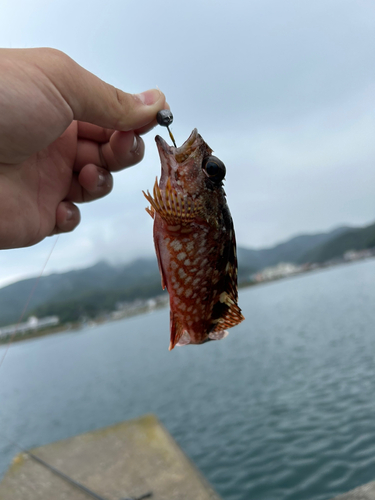 カサゴの釣果