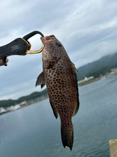 キジハタの釣果