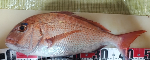 タイの釣果