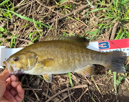 スモールマウスバスの釣果