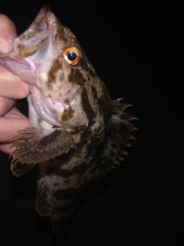 ベッコウゾイの釣果