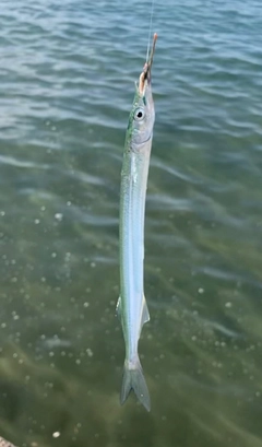 サヨリの釣果